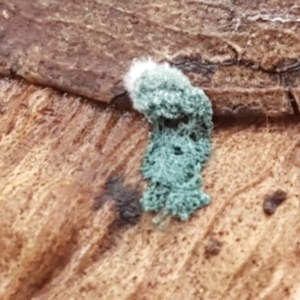 Trichoderma 'green fluffy' at Bruce, ACT - 30 Mar 2021