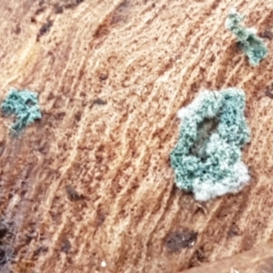 Trichoderma 'green fluffy' at Bruce, ACT - 30 Mar 2021 03:30 PM