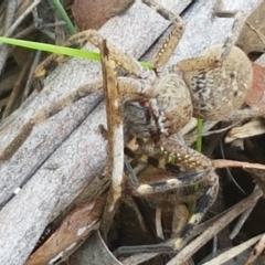 Neosparassus sp. (genus) (Badge huntsman) at Bruce, ACT - 30 Mar 2021 by trevorpreston