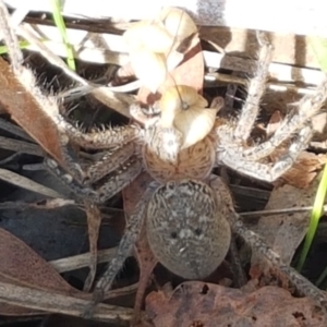 Neosparassus sp. (genus) at Bruce, ACT - 30 Mar 2021