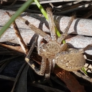 Neosparassus sp. (genus) at Bruce, ACT - 30 Mar 2021