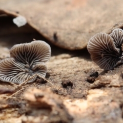 Resupinatus at The Pinnacle - 26 Mar 2021 by CanberraFungiGroup