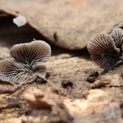 Resupinatus at Weetangera, ACT - 26 Mar 2021 by CanberraFungiGroup