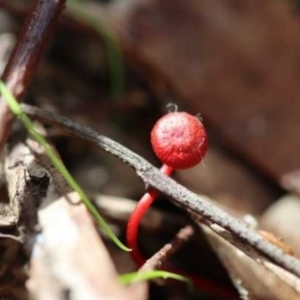 Cruentomycena viscidocruenta at Weetangera, ACT - 27 Mar 2021