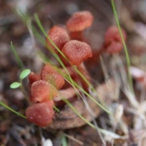 Laccaria sp. at Weetangera, ACT - 27 Mar 2021