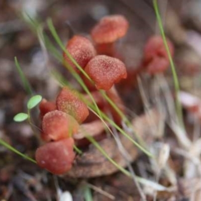 Laccaria sp. (Laccaria) at The Pinnacle - 27 Mar 2021 by CanberraFungiGroup