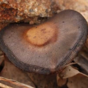 Agaricus sp. at Weetangera, ACT - 27 Mar 2021