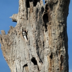 Cacatua galerita (Sulphur-crested Cockatoo) at Gungahlin, ACT - 30 Mar 2021 by TrishGungahlin
