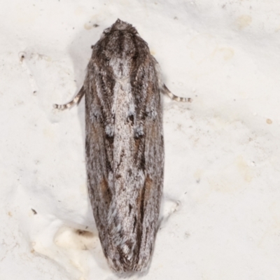 Agriophara platyscia (A Flat-bodied moth (Depressidae) at Melba, ACT - 26 Mar 2021 by kasiaaus