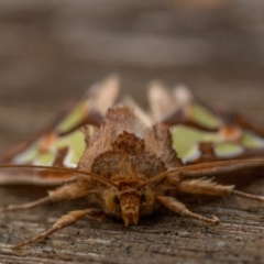 Cosmodes elegans (Green Blotched Moth) at Ainslie, ACT - 30 Mar 2021 by trevsci