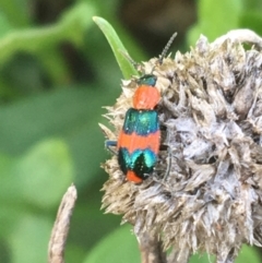 Dicranolaius bellulus (Red and Blue Pollen Beetle) at Forde, ACT - 30 Mar 2021 by NedJohnston