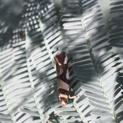 Macrobathra desmotoma ( A Cosmet moth) at Forde, ACT - 30 Mar 2021 by NedJohnston