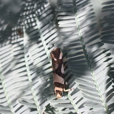 Macrobathra desmotoma ( A Cosmet moth) at Goorooyarroo NR (ACT) - 30 Mar 2021 by Ned_Johnston