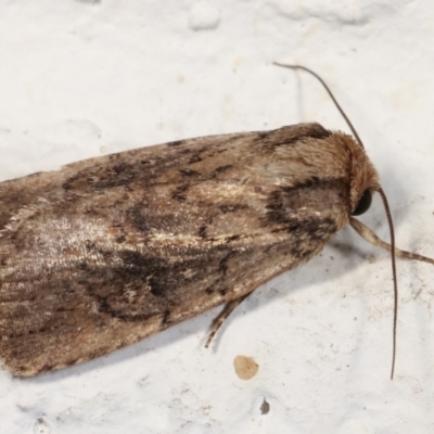 Proteuxoa provisional species 2 (A Noctuid moth) at Melba, ACT - 26 Mar 2021 by kasiaaus