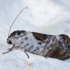Eupselia carpocapsella (Common Eupselia Moth) at Melba, ACT - 26 Mar 2021 by kasiaaus