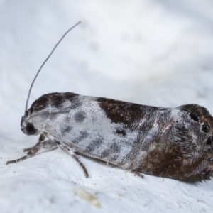 Eupselia carpocapsella at Melba, ACT - 26 Mar 2021