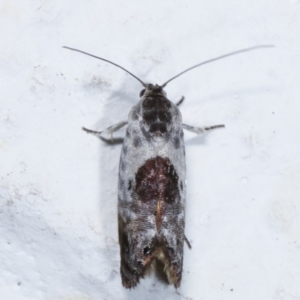 Eupselia carpocapsella at Melba, ACT - 26 Mar 2021