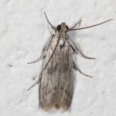 Phycitinae (subfamily) (A snout moth) at Melba, ACT - 26 Mar 2021 by kasiaaus
