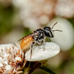 Megachile (Rhodomegachile) deanii at Acton, ACT - 30 Mar 2021 by Roger