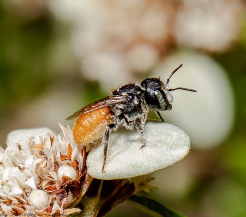 Megachile (Rhodomegachile) deani at Acton, ACT - 30 Mar 2021