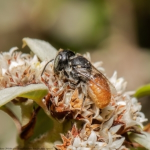 Megachile (Rhodomegachile) deanii at Acton, ACT - 30 Mar 2021