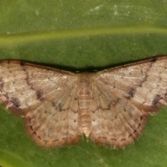 Idaea halmaea (Two-spotted Wave) at Melba, ACT - 26 Mar 2021 by kasiaaus