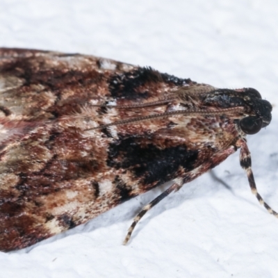 Orthaga thyrisalis (Teatree Web Moth) at Melba, ACT - 26 Mar 2021 by kasiaaus