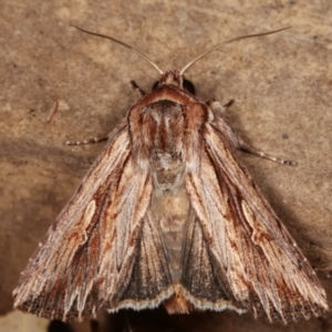 Persectania ewingii at Melba, ACT - 26 Mar 2021 11:19 PM