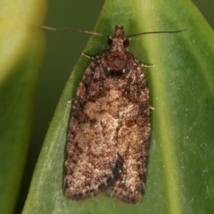 Thrincophora impletana (a Tortrix moth) at Melba, ACT - 26 Mar 2021 by kasiaaus