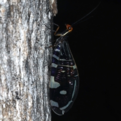 Porismus strigatus (Pied Lacewing) at Majura, ACT - 29 Mar 2021 by jb2602