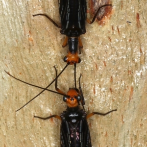 Porismus strigatus at Majura, ACT - 29 Mar 2021 06:09 PM