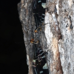 Porismus strigatus at Majura, ACT - 29 Mar 2021