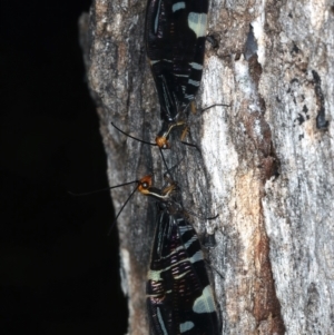 Porismus strigatus at Majura, ACT - 29 Mar 2021 06:09 PM