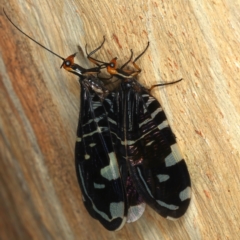 Porismus strigatus at Majura, ACT - 29 Mar 2021