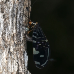 Porismus strigatus at Majura, ACT - 29 Mar 2021 06:09 PM