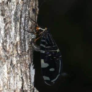 Porismus strigatus at Majura, ACT - 29 Mar 2021