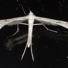 Platyptilia celidotus (Plume Moth) at Ainslie, ACT - 29 Mar 2021 by jbromilow50