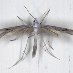 Platyptilia celidotus at Ainslie, ACT - 29 Mar 2021 10:07 PM