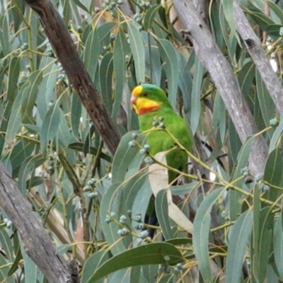 Polytelis swainsonii (Superb Parrot) at Hughes Grassy Woodland - 24 Mar 2021 by JackyF