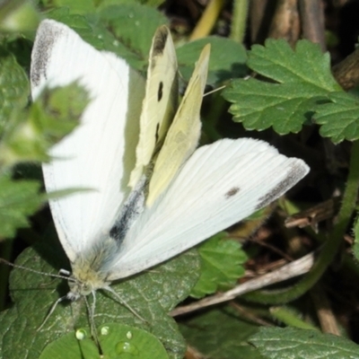 Pieris rapae (Cabbage White) at Hughes, ACT - 24 Mar 2021 by JackyF