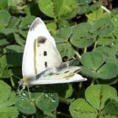 Pieris rapae at Hughes, ACT - 24 Mar 2021 03:09 PM