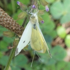 Pieris rapae at Hughes, ACT - 24 Mar 2021