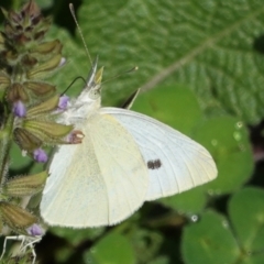 Pieris rapae at Hughes, ACT - 24 Mar 2021