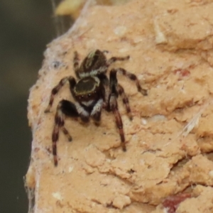 Maratus scutulatus at Macarthur, ACT - 30 Mar 2021 04:44 PM