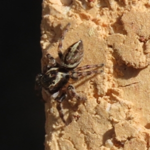 Maratus scutulatus at Macarthur, ACT - 30 Mar 2021 04:44 PM