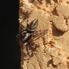 Maratus scutulatus at Macarthur, ACT - 30 Mar 2021