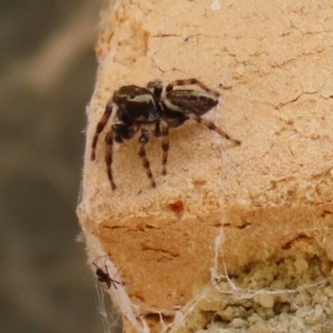 Maratus scutulatus at Macarthur, ACT - 30 Mar 2021 04:44 PM