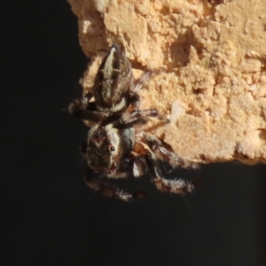 Maratus scutulatus at Macarthur, ACT - 30 Mar 2021 04:44 PM