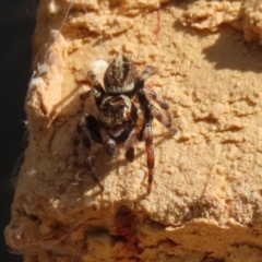 Maratus scutulatus at Macarthur, ACT - 30 Mar 2021 04:44 PM