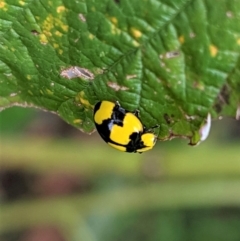 Illeis galbula (Fungus-eating Ladybird) at Hughes, ACT - 24 Mar 2021 by JackyF